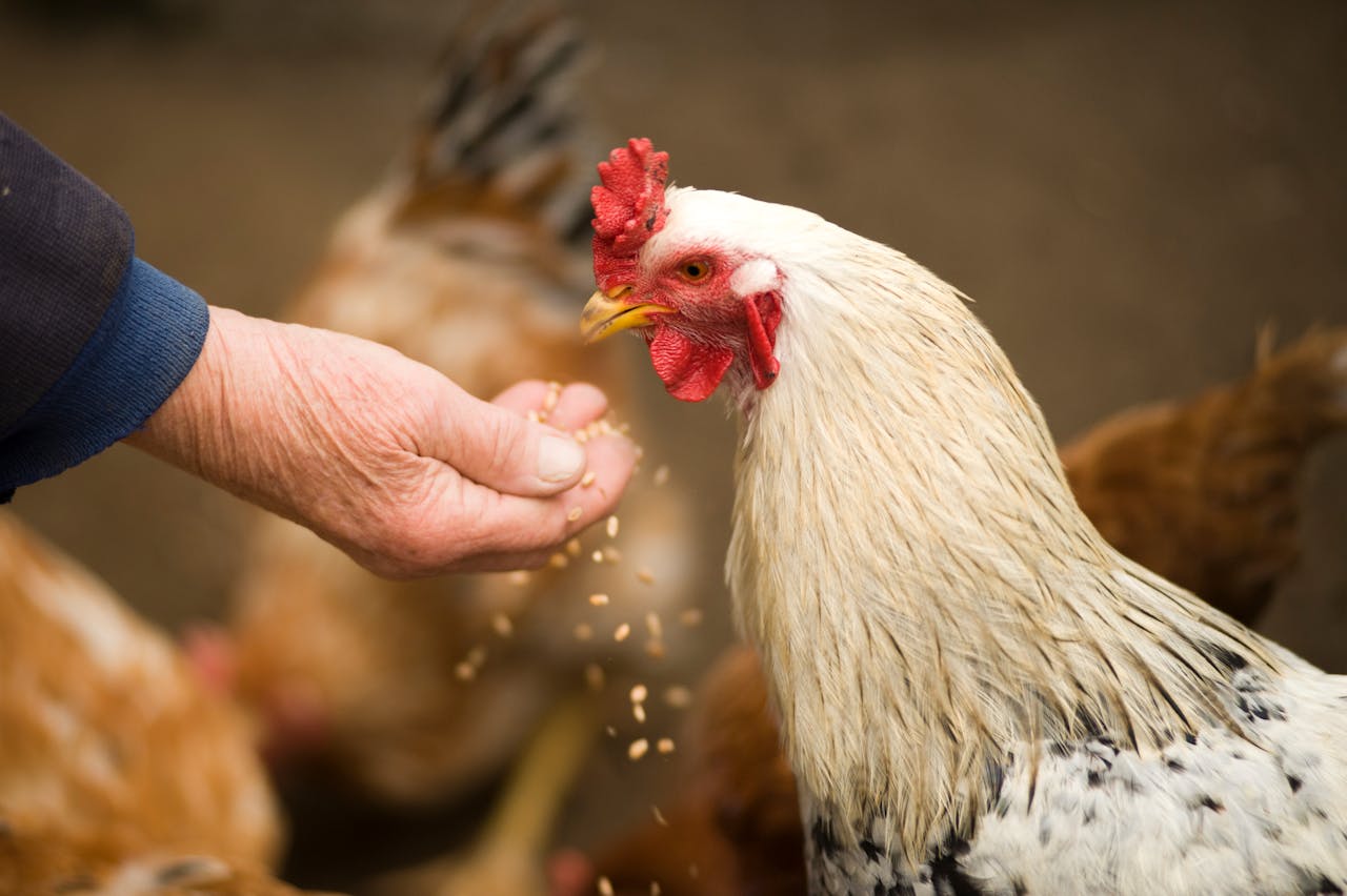 Poule Pondeuse Algérienne 